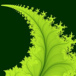 fern-fractal-maade-tuule