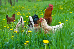 happy-chickens